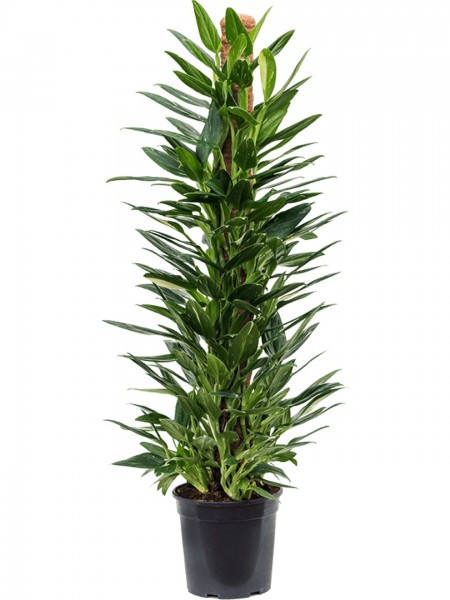 Philodendron cobra Mossstab