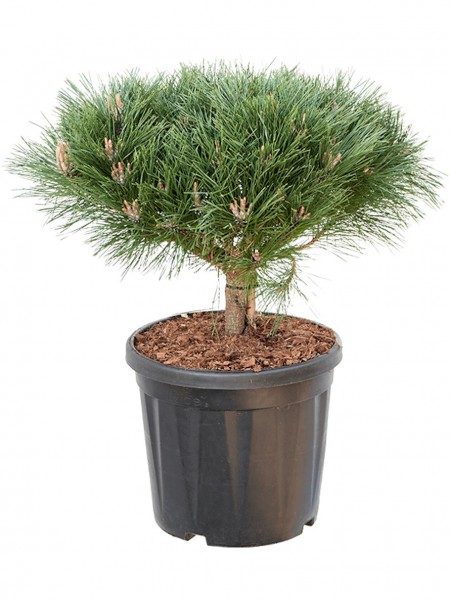 Pinus brepo - Schwarzkiefer Busch