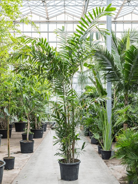 Ptychosperma macarthurii - Macarthur Palme