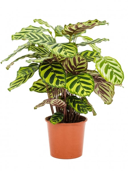 Calathea makoyana