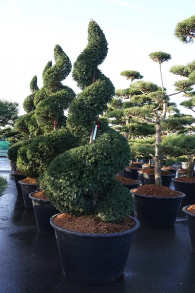Taxus baccata Spirale