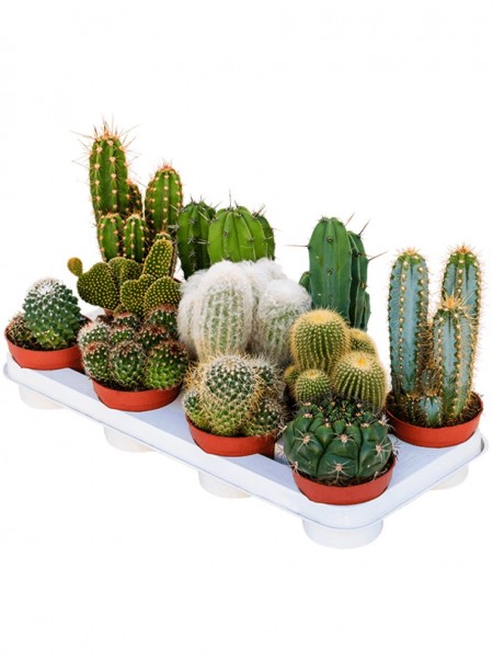 Kaktus mix 25 cm - 11er Tray