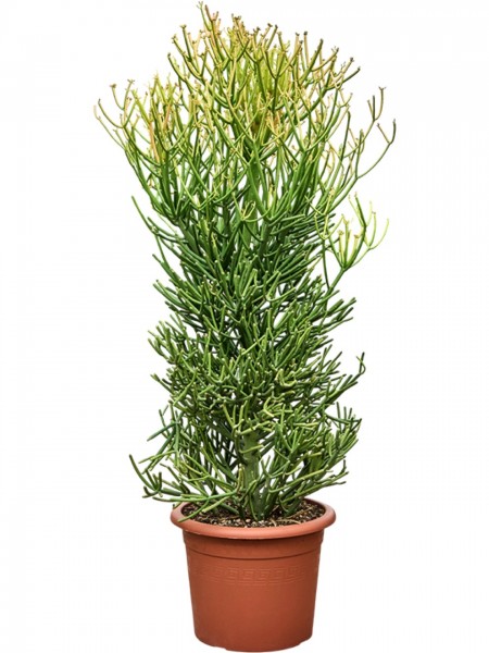 Euphorbia tirucalli - Stick on Fire