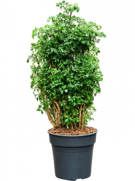 Aralia roble verzweigt