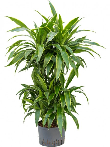 Dracaena arturo - Drachenbaum carrousel