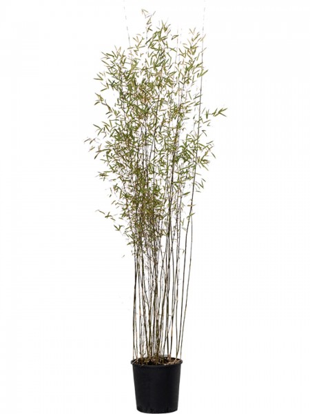 Fargesia jiuzhaigou Busch