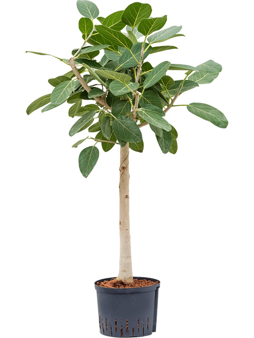 Ficus benghalensis - Banyan Feige | Terrapalme Heim- und Gartenshop