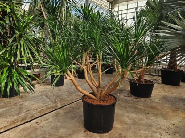 Dracaena draco - Drachenblutbaum verzweig