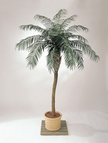 Phoenix roebelenii Kunstpalme