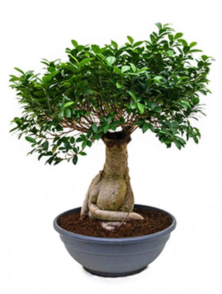 Bonsai Ficus microcarpa ginseng