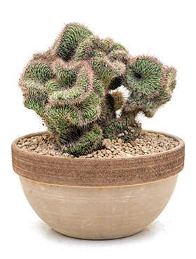 Nyctocereus serpentinus crestata