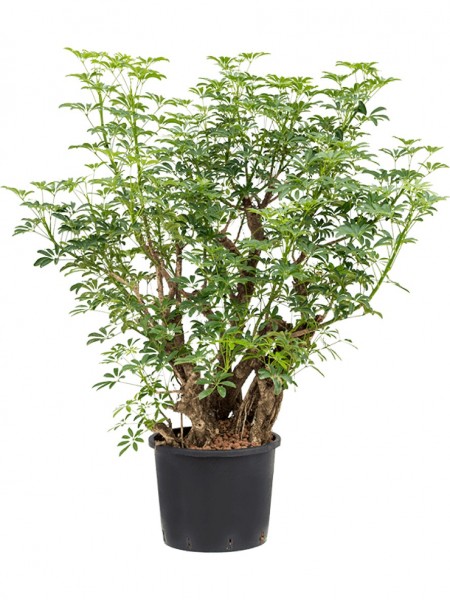 Schefflera luseana - Busch verzweigt