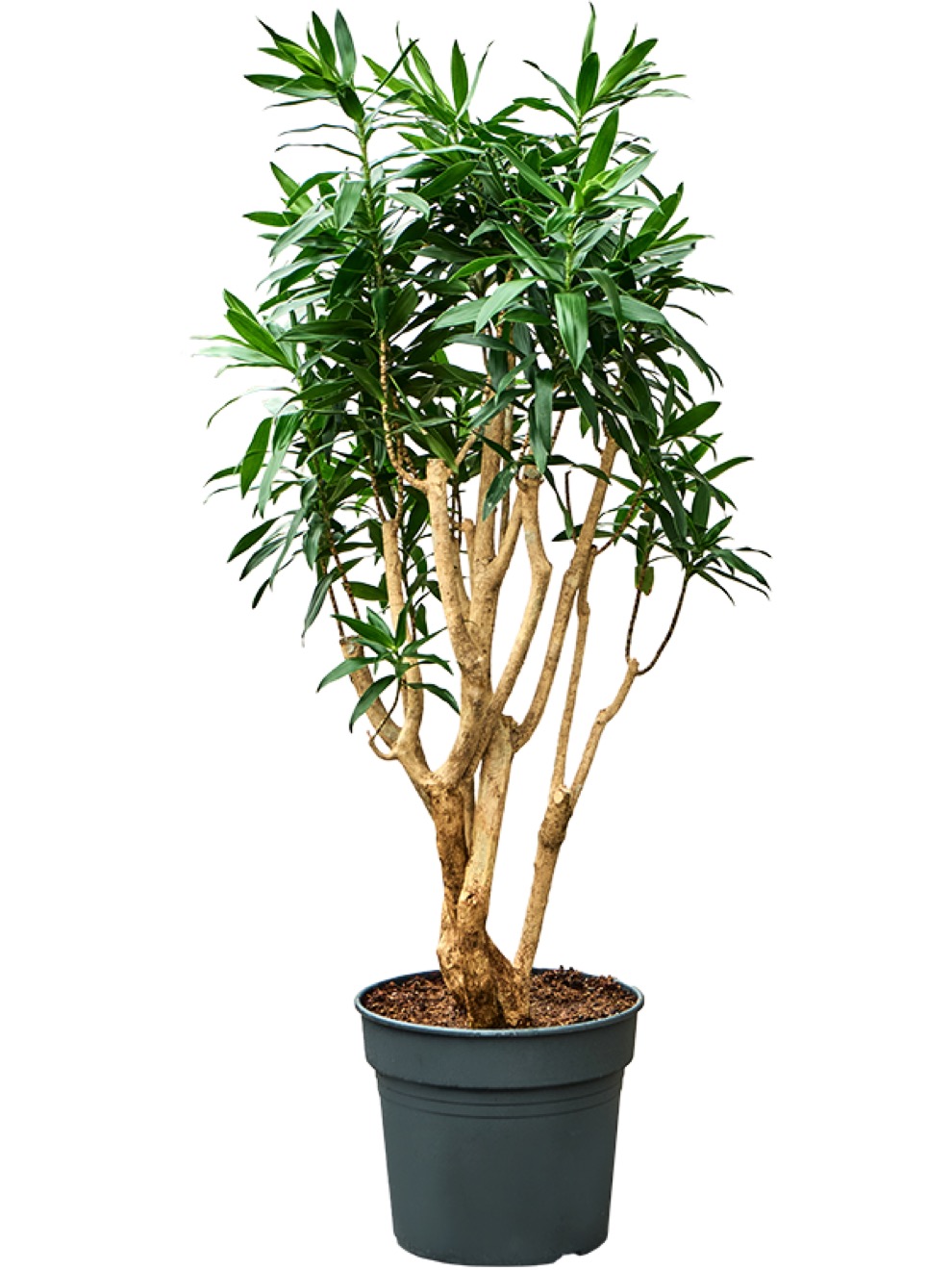 drachenbaum janet lind Drachenbaum Dracaena Janet Lind 130 cm kaufen – Pflanzen online kaufen main image 0