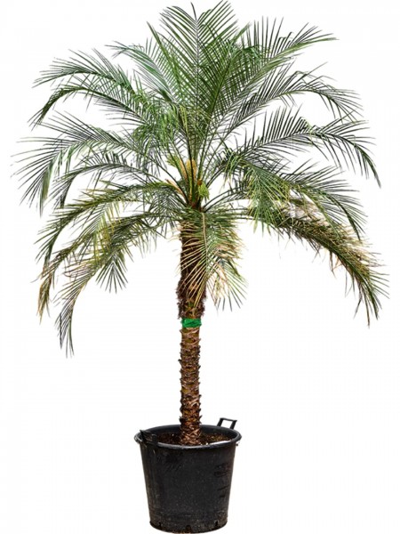 Phoenix roebelenii 250 cm - Zwergdattelpalme