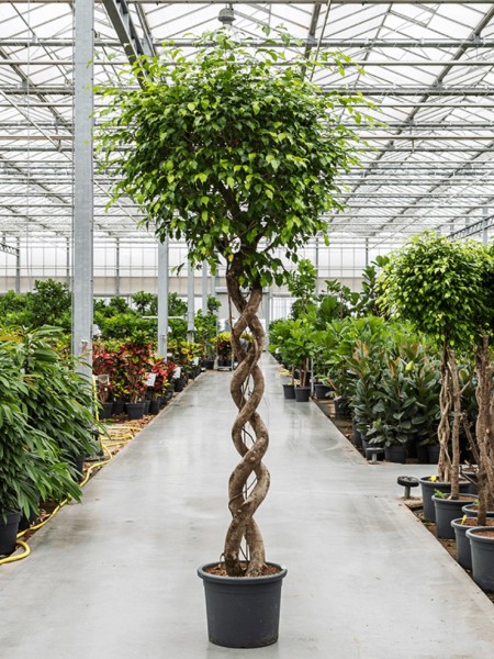 Ficus benjamina - Birkenfeige doppel Spirale