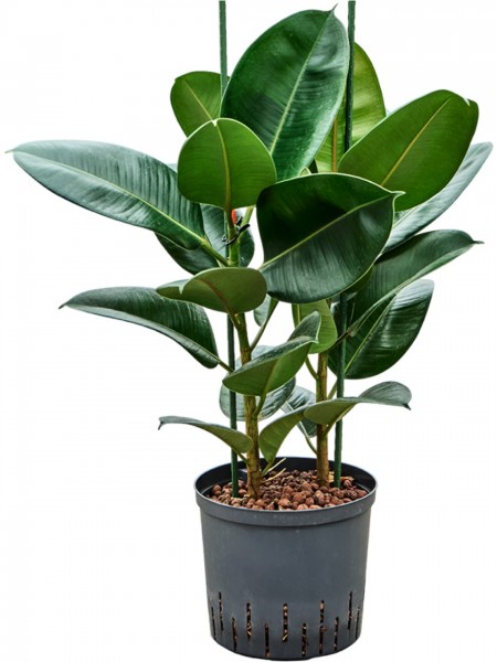 Ficus elastica robusta - Gummibaumbusch