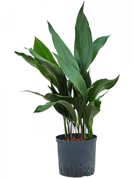 Aspidistra elatior | Schusterpalme