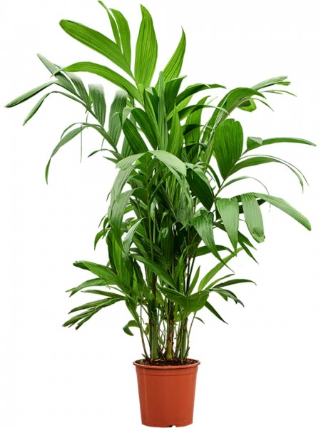 Areca triandra - Triandra Palme