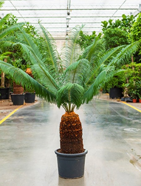 Cycas panzhiuaensis - Palmfarn