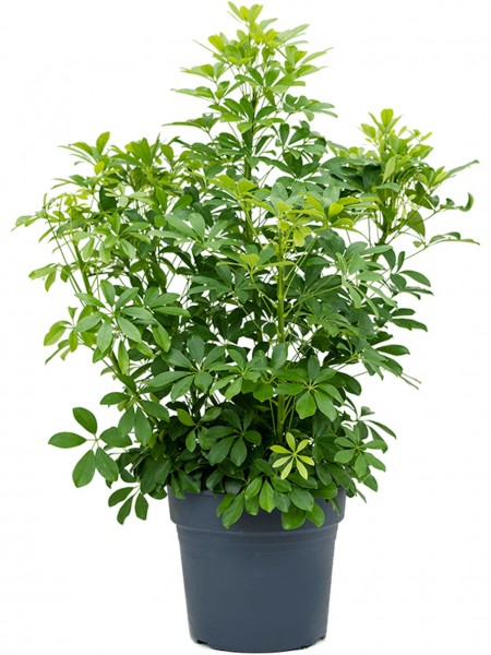 Schefflera arboricola - Strahlenaralienbusch