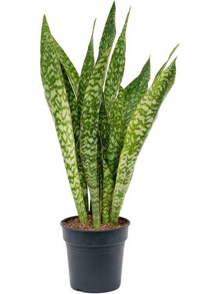 Sansevieria masoniana dragon