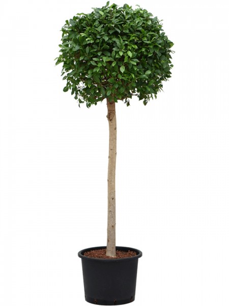 Ficus microcarpa nitida
