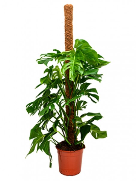 Philodendron pertusem monstera - Mossstab