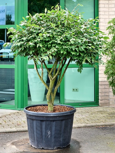 Euonymus alatus verzweig - Flügel Spindelstrauch