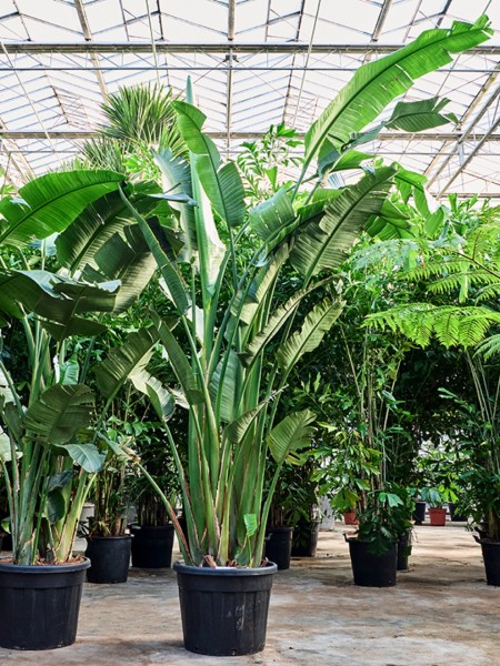 Strelitzia nicolai 320 cm - XL