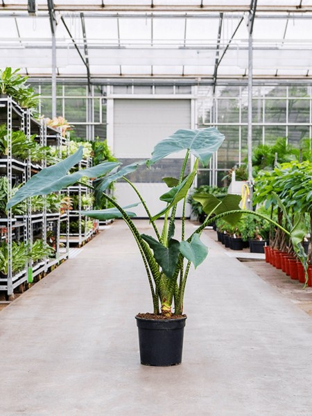 Alocasia zebrina 130 cm