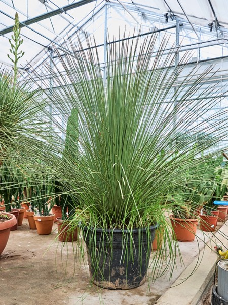 Dasylirion longissimum - Mexikanischer Grasbaum