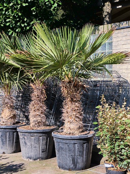 Trithrinax brasiliensis - Brasilianische Nadelpalme