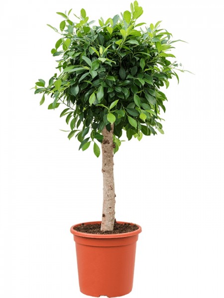 Ficus microcarpa nitida 140 cm
