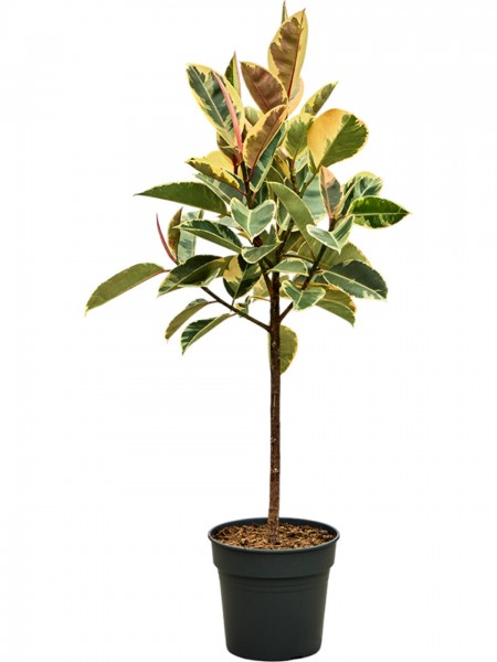 Ficus petit tineke