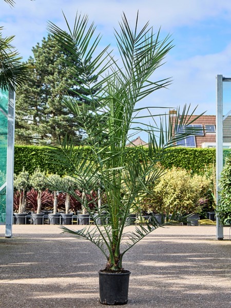 Phoenix canariensis - Kanarische Dattelpalme