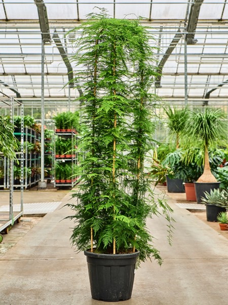 Asparagus setaceus plumosus - Zierspargel