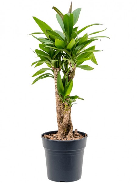 Cordyline fruticosa Glauca