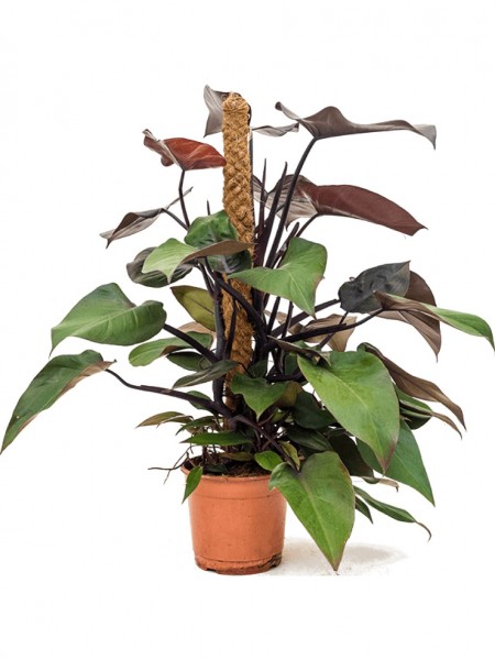 Philodendron royal queen am Moosstab