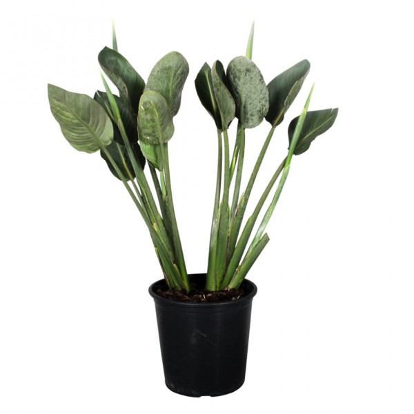 Strelitzia reginae - Paradiesvogelblume mit Blüten