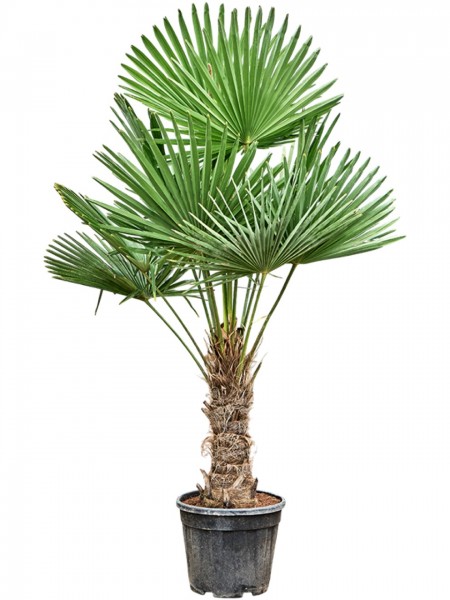Trachycarpus fortunei - Strahlenpalme 210 cm