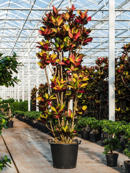 Croton iceton 220 cm - XL Wunderstrauch 220cm