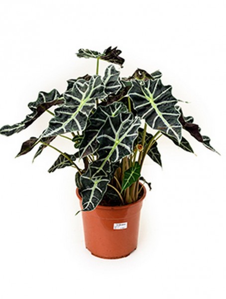 Alocasia polly 65 cm