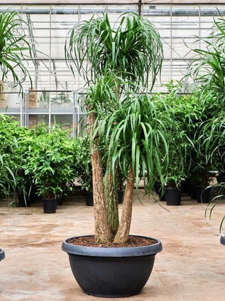 Beaucarnea recurvata verzweigt - XL Elefantenfuß