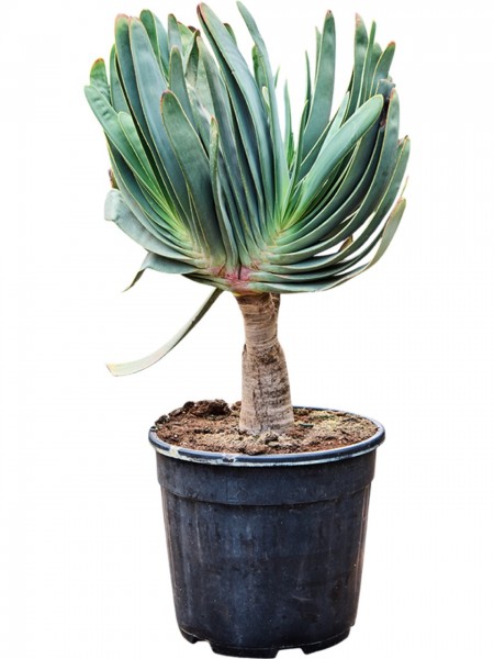 Aloe plicatilis - Fächer Aloe