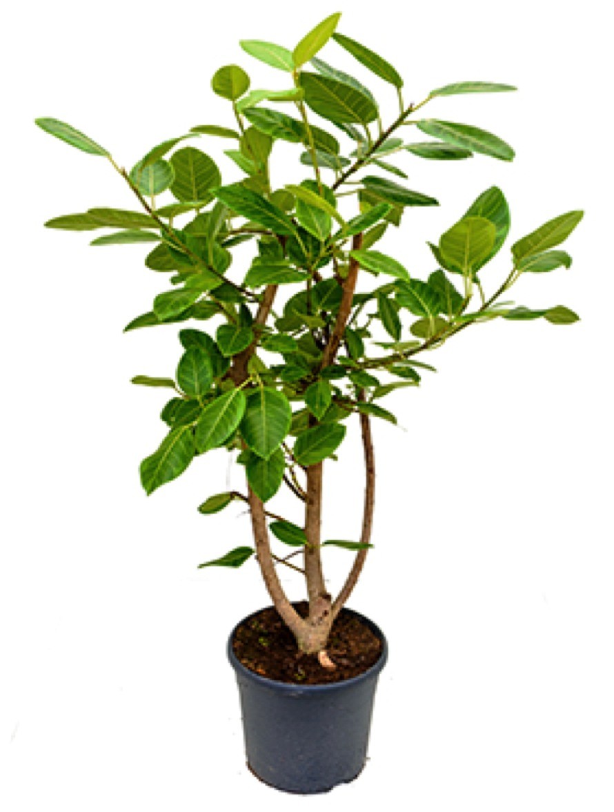 Ficus benghalensis variegata - Banyan Feige | Terrapalme Heim- und