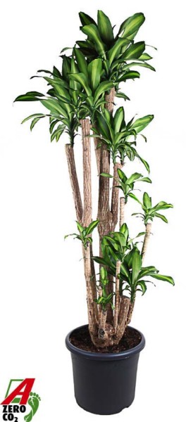 Dracaena fragrans - Massangeana verzweigt