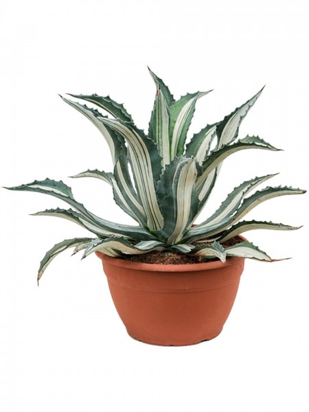 Agave americana mediopicta alba