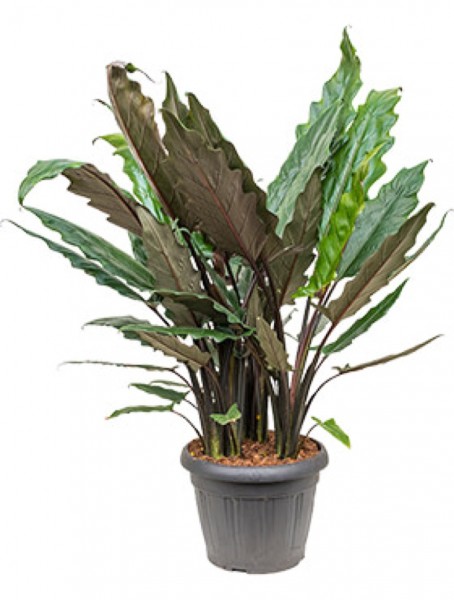 Alocasia lauterbacchiana