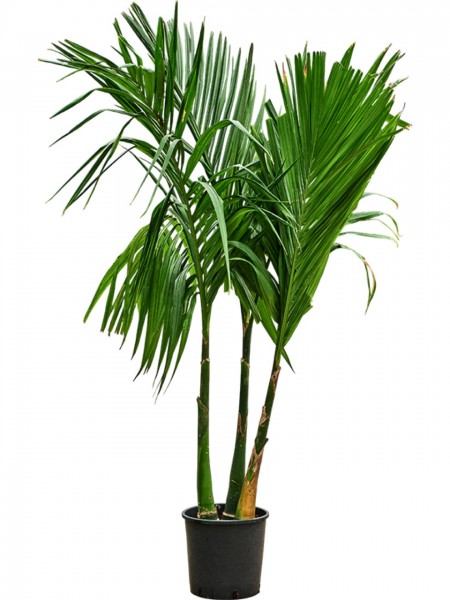 Areca catechu - Betelnusspalme 3-Stamm