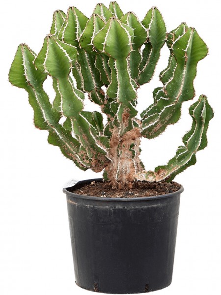 Euphorbia fortissima